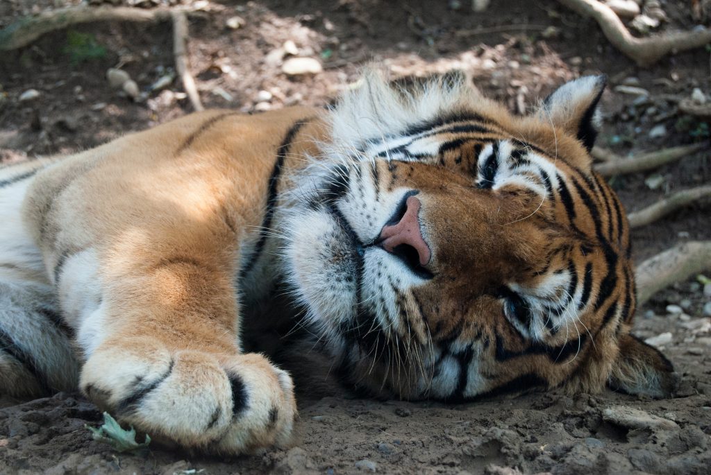 Sleeping tiger near Sarasota, FL